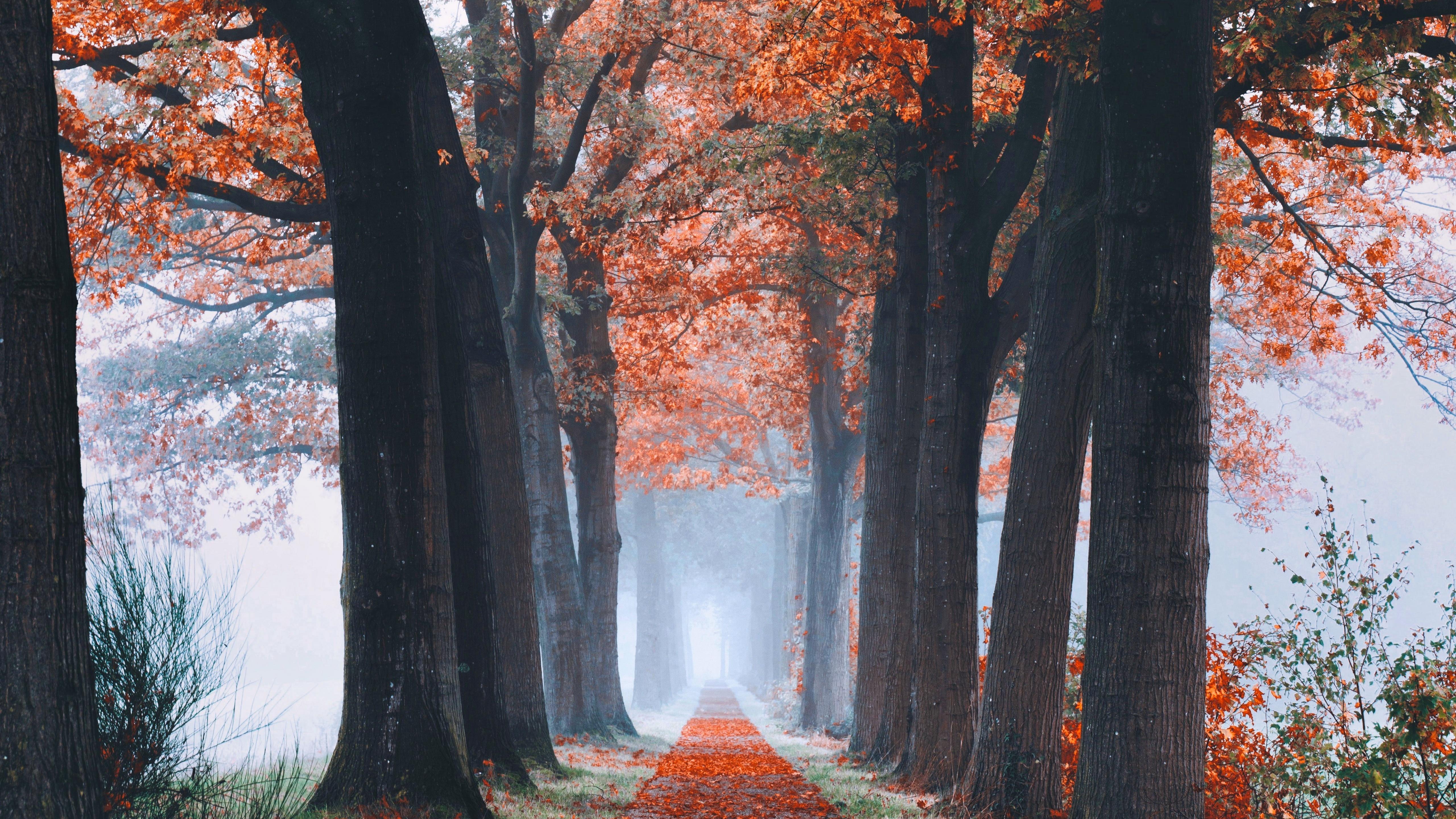 5120x2880 Autumn Wallpaper 4K, Trees, Path, Foggy, Morning, Foliage, Nature