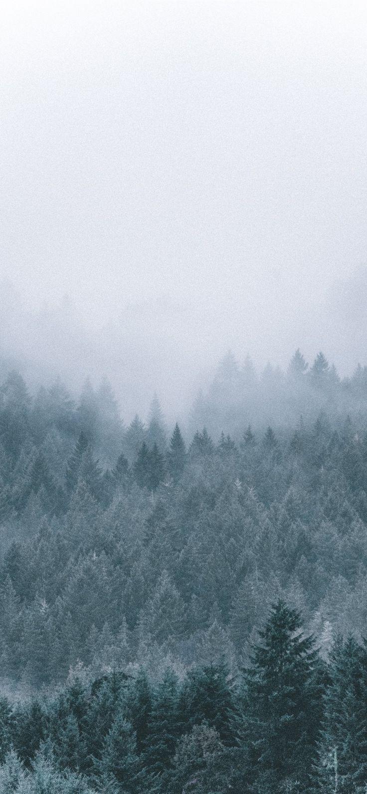 736x1593 foggy icy green pine trees scenery Wallpaper