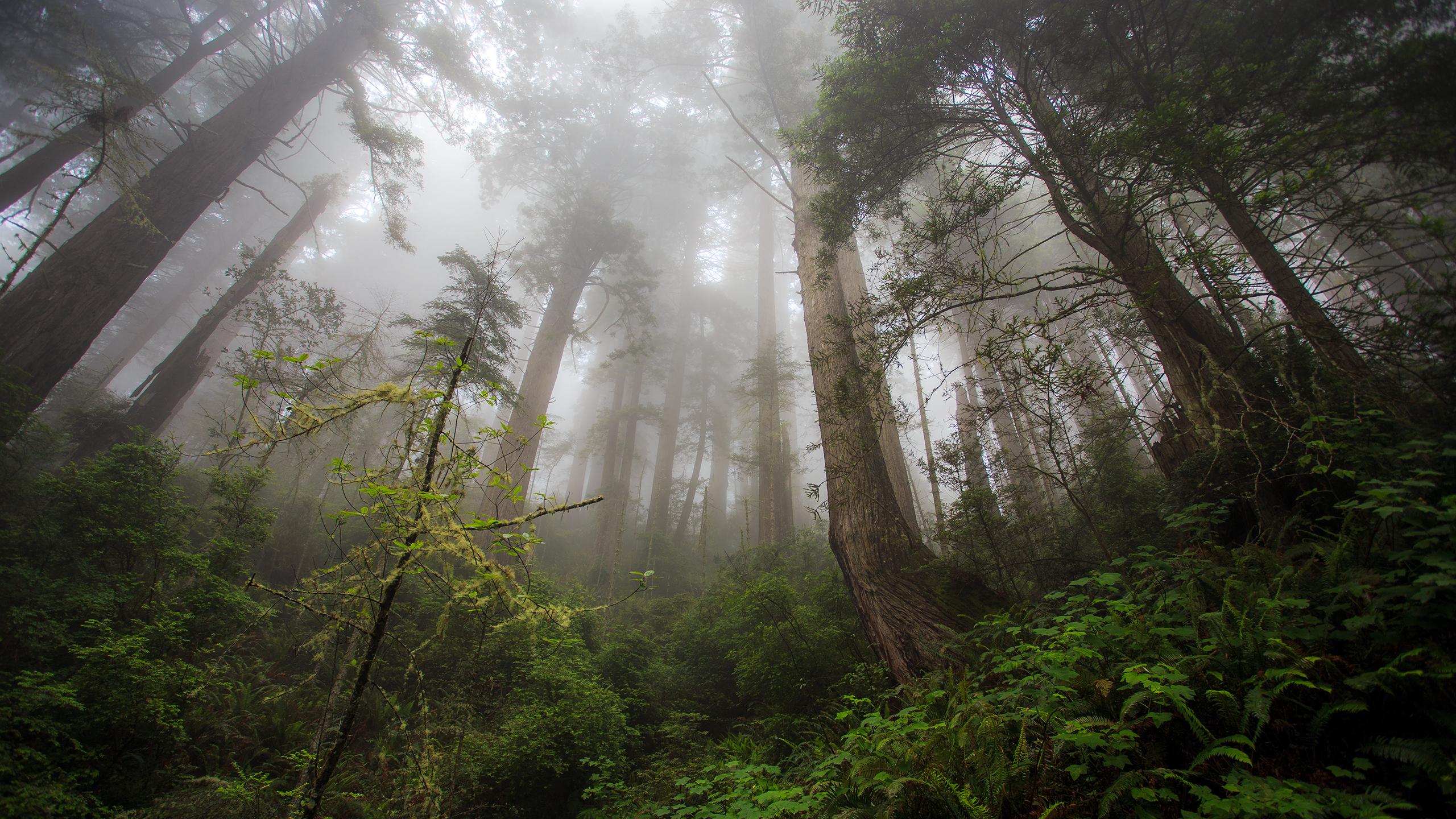 2560x1440 Wonderful foggy forest [Wallpaper]