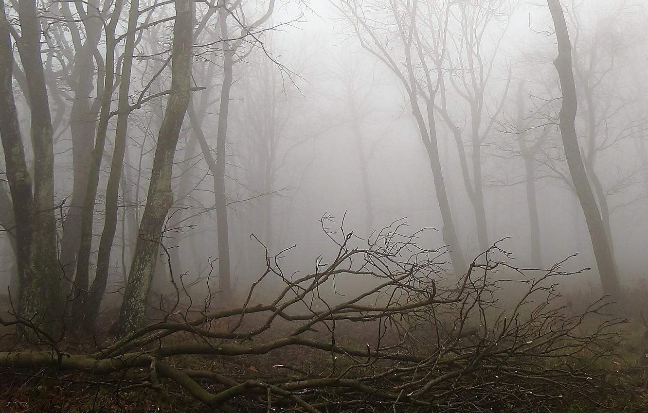 1332x850 Wallpaper forest, fog, Autumn, forest, autumn, fog image for desktop, section природа
