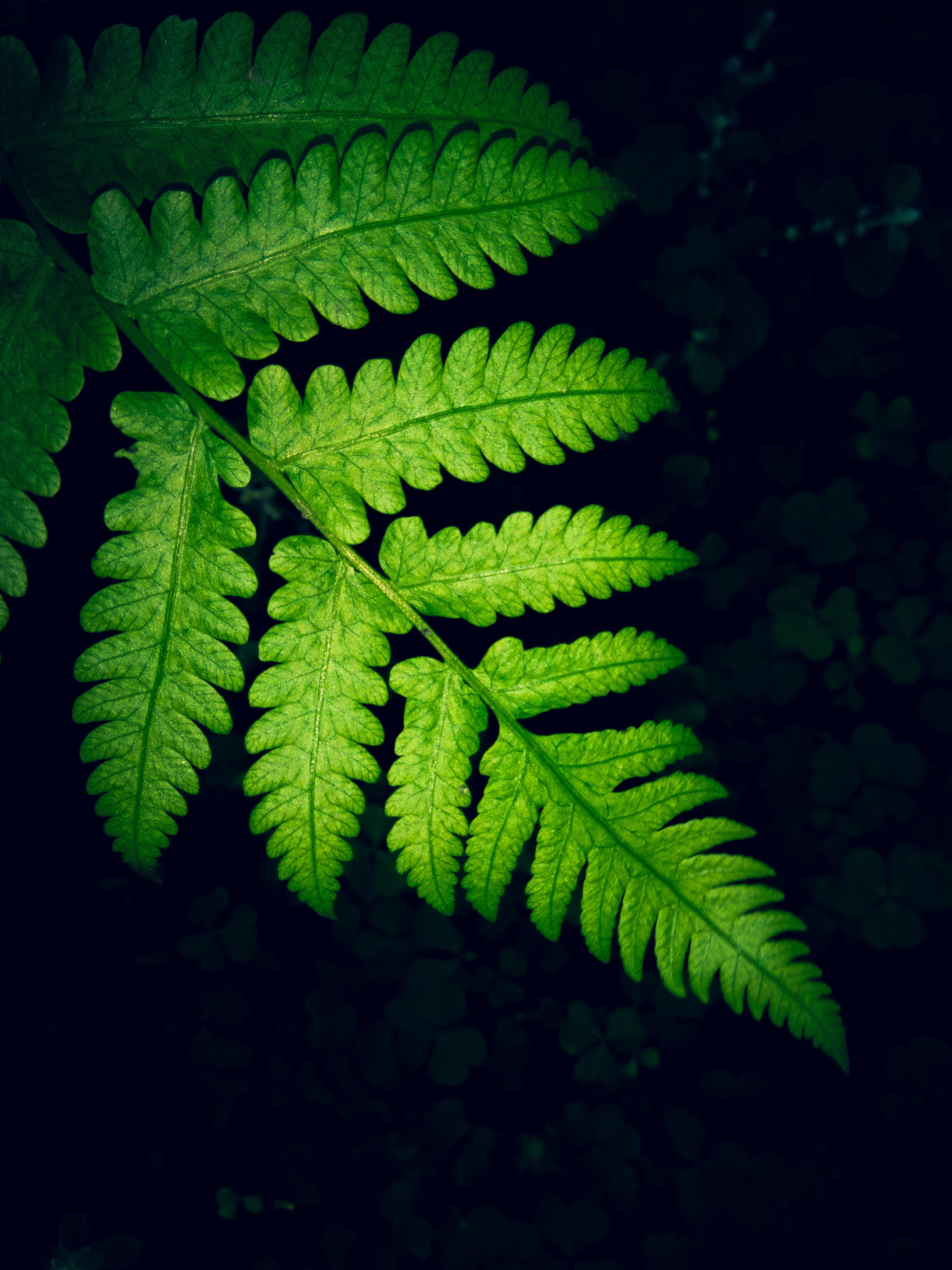 3120x4160 Close Up Photo Of Green Fern Leaf