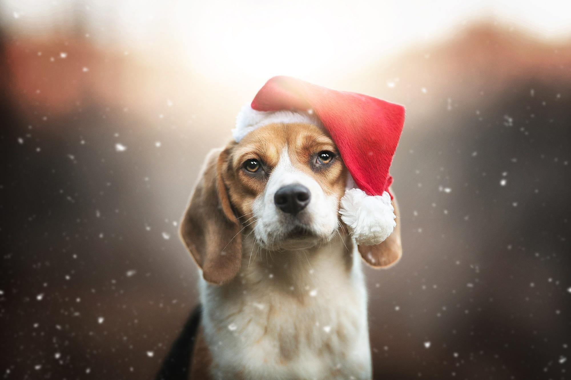 2000x1333 Beagle HD Wallpaper, Dog, Pet, Christmas, Santa Hat HD Wallpaper