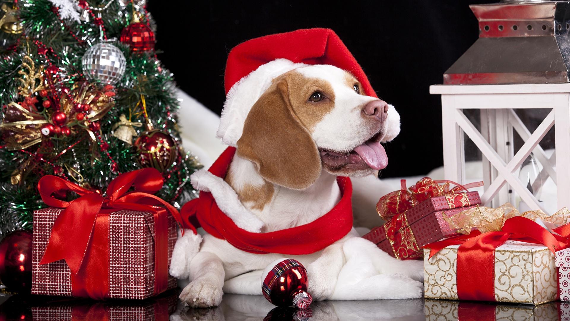 1920x1080 Picture Beagle dog Christmas Tongue Winter hat Gifts 1920x1080