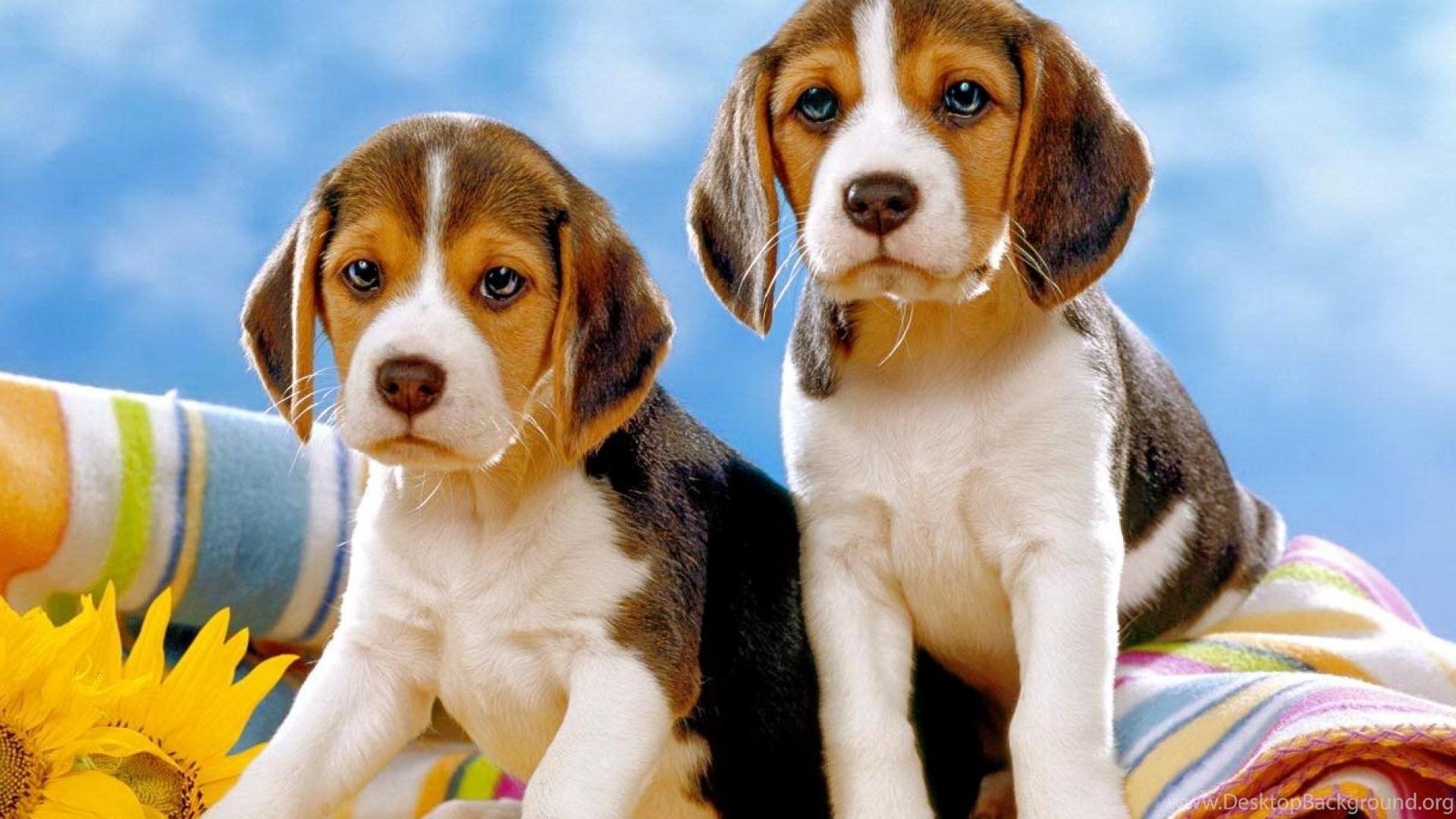 1920x1080 Christmas Beagle Wallpaper 7 Desktop Background. Desktop Background