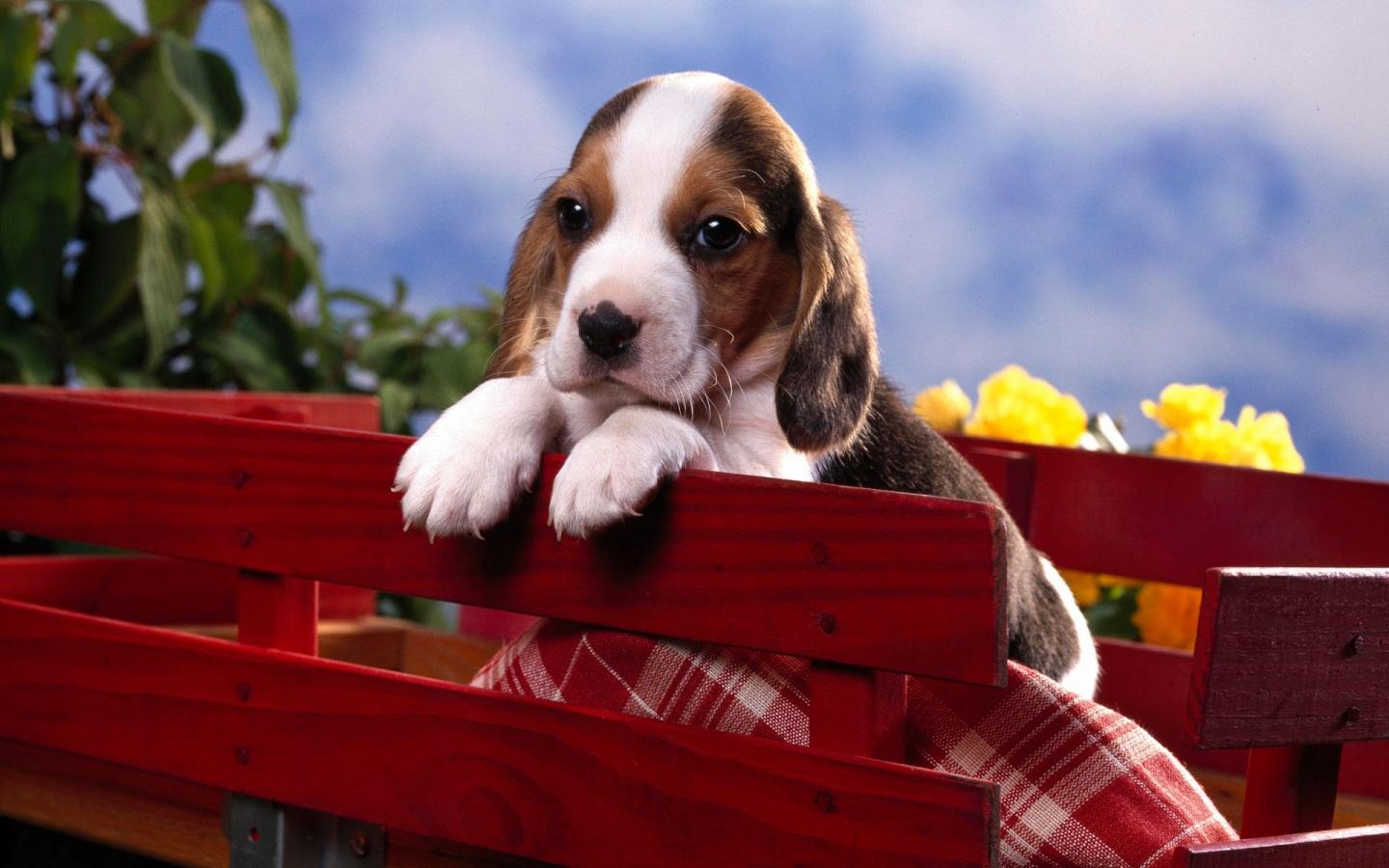 1440x900 Wallpaper 4k Beagle Puppy Wallpaper