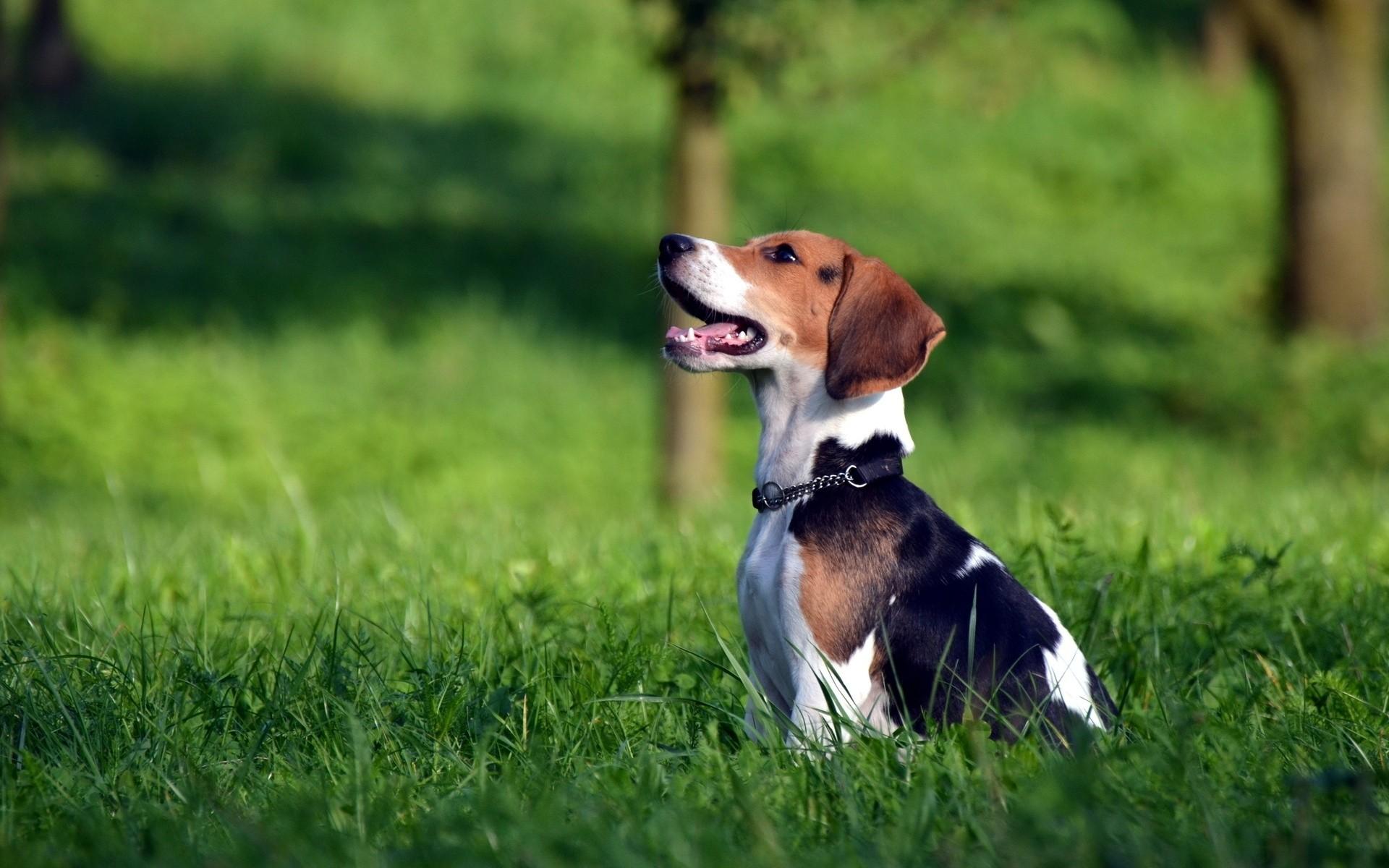 1920x1200 Beagle