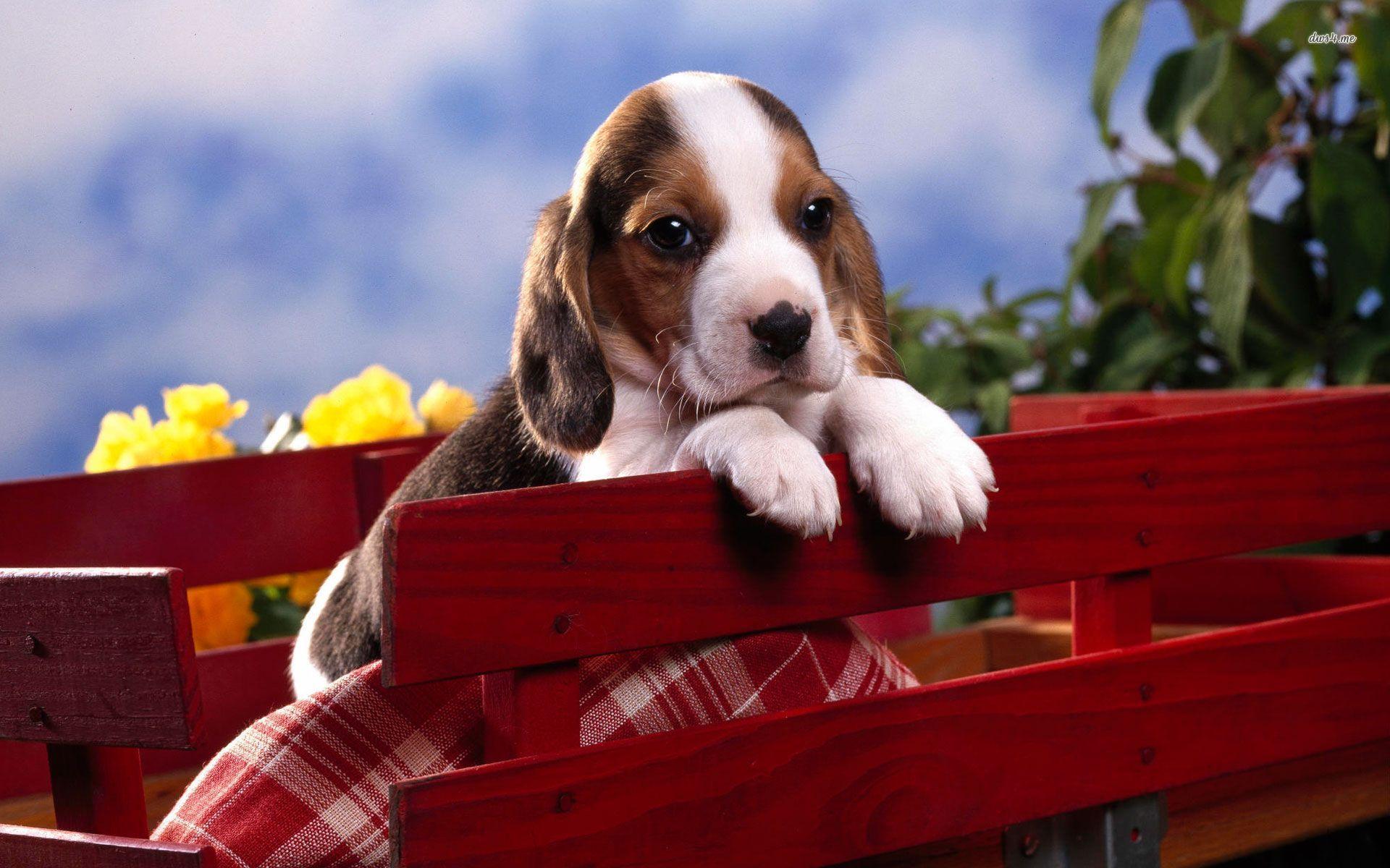1920x1200 Beagle Puppy Wallpaper