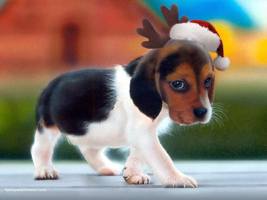 1024x768 Cute Christmas Puppy Wallpaper