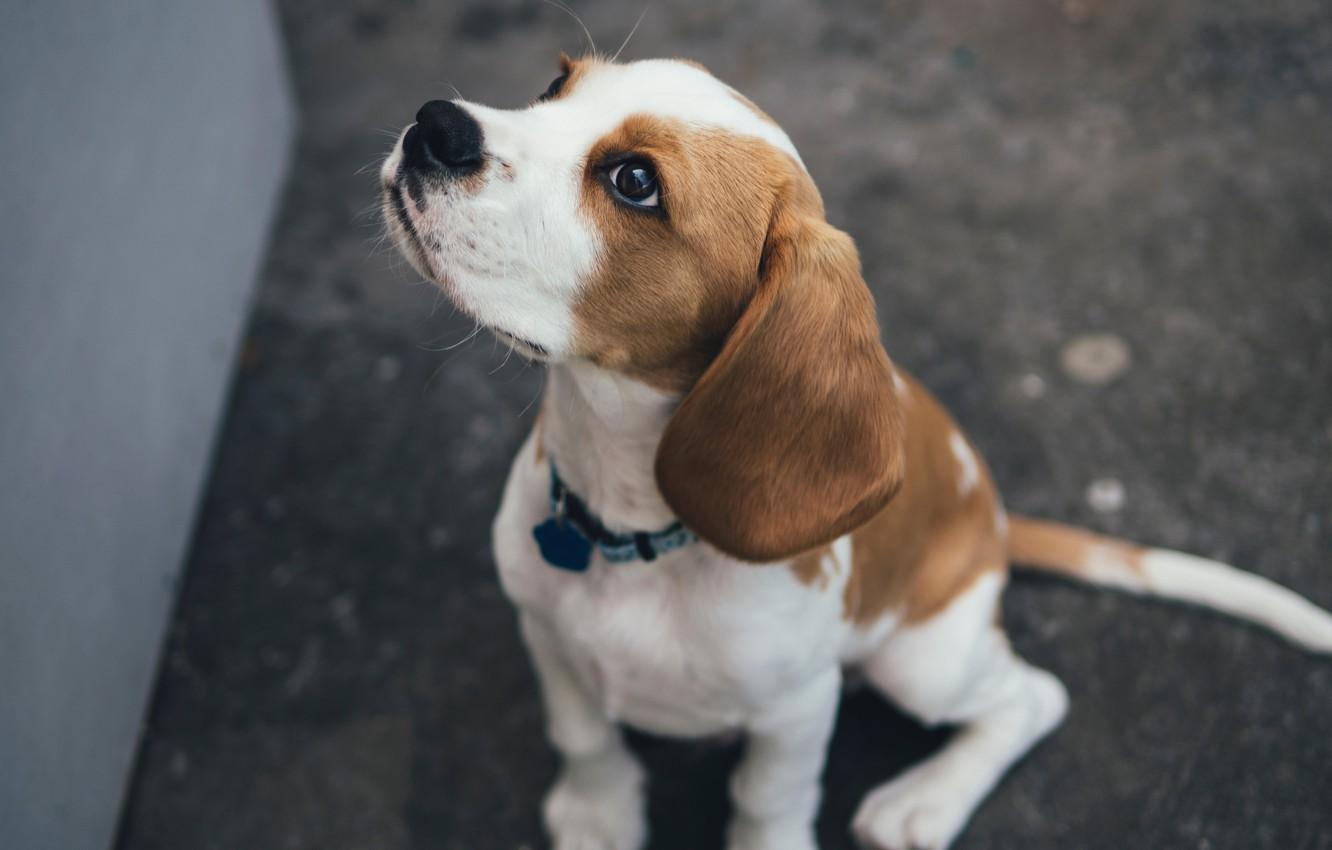 1332x850 Wallpaper dog, sitting, beagle image for desktop, section собаки