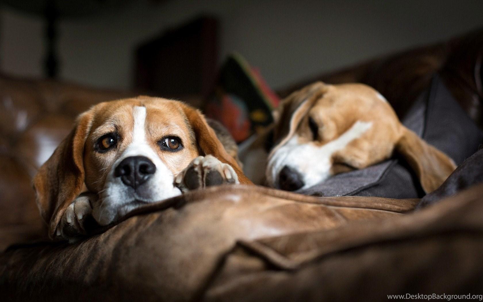 1680x1050 Beagle, Dog, Widescreen, High, Definition, Wallpaper, Download. Desktop Background