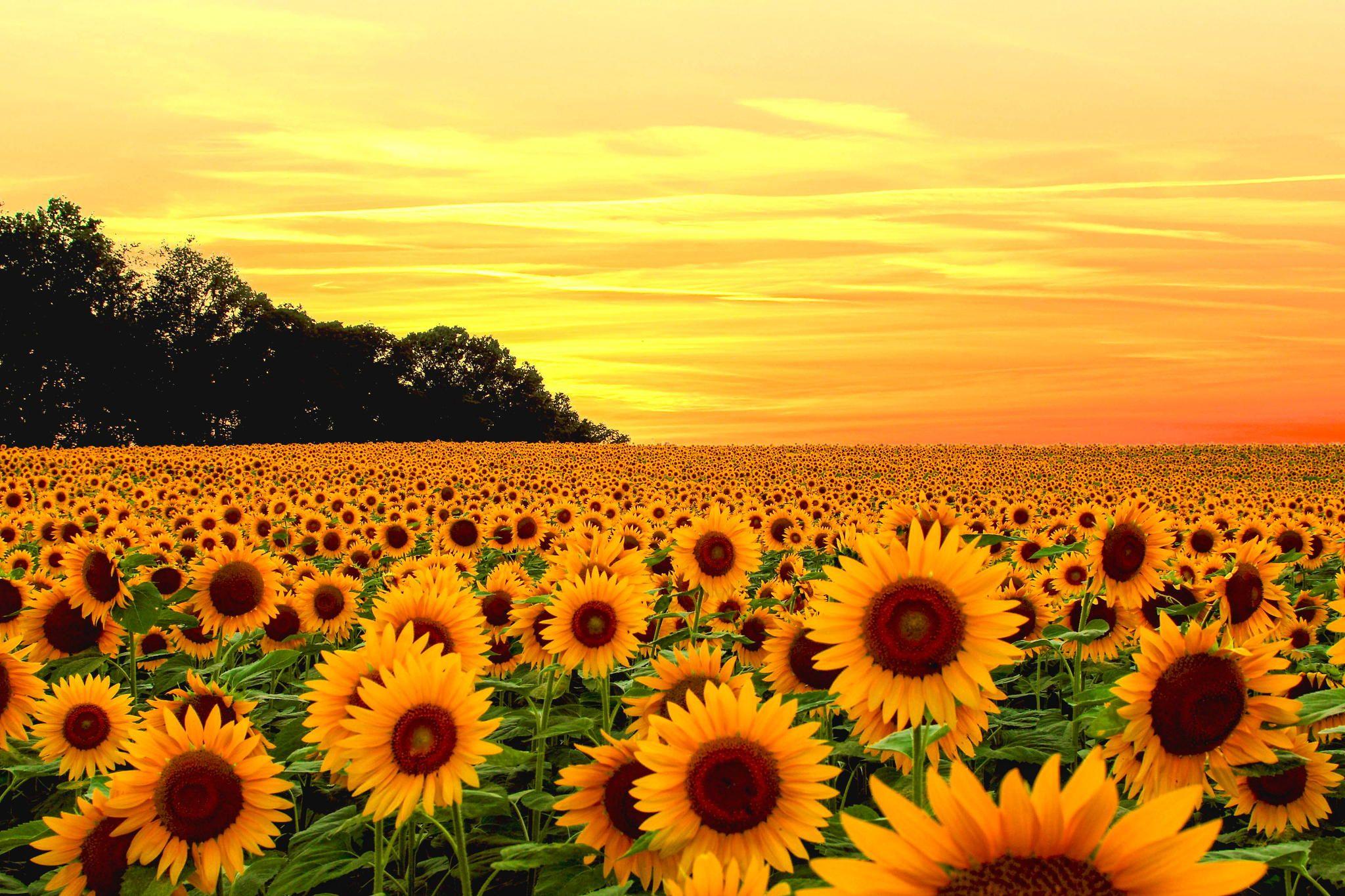 2048x1365 Aesthetic Yellow Flower Wallpaper • Wallpaper For You