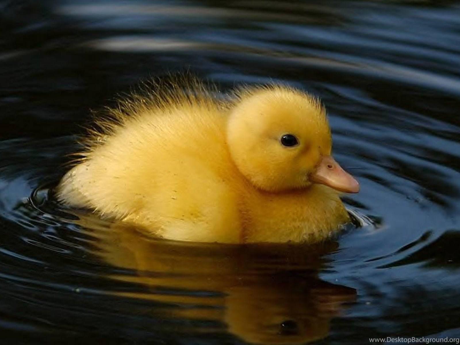 1600x1200 Cute, Baby, Duck, Hd, Wallpaper, Best, Duck, Desktop, Image. Desktop Background