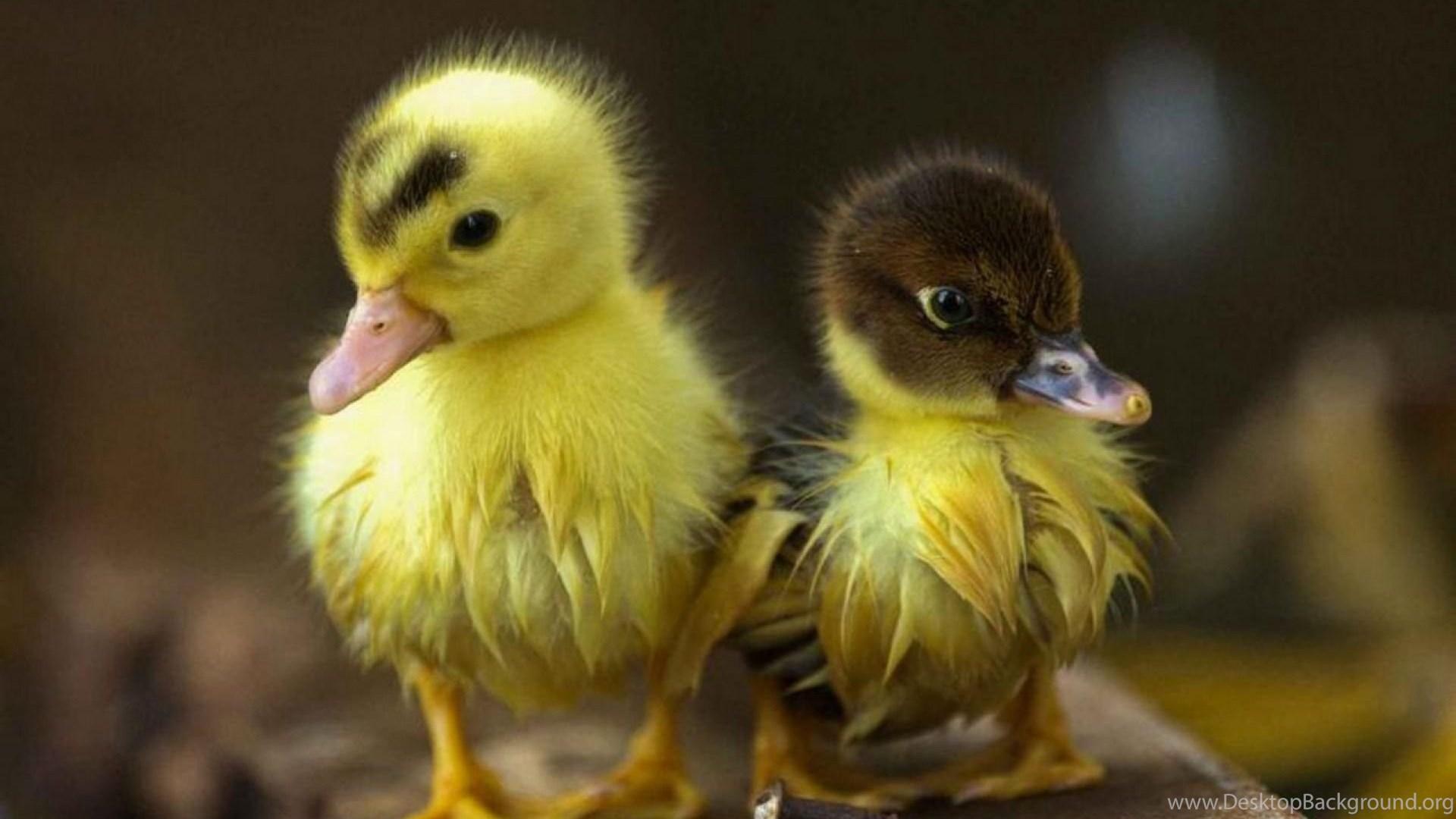 1920x1080 Duck Computer Wallpaper, Desktop Background Desktop Background