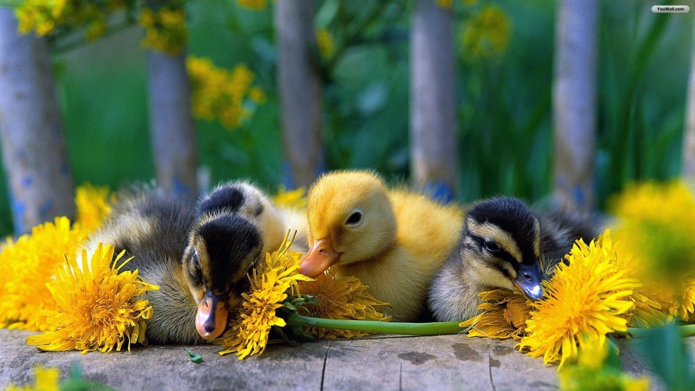 1366x768 Free download Cute Baby Ducks Wallpaper wallpaperwallpaperfree wallpaper [1366x768] for your Desktop, Mobile & Tablet. Explore Baby Duck Wallpaper. Duck Wallpaper, Ducks Unlimited Wallpaper for Computer, Ducks