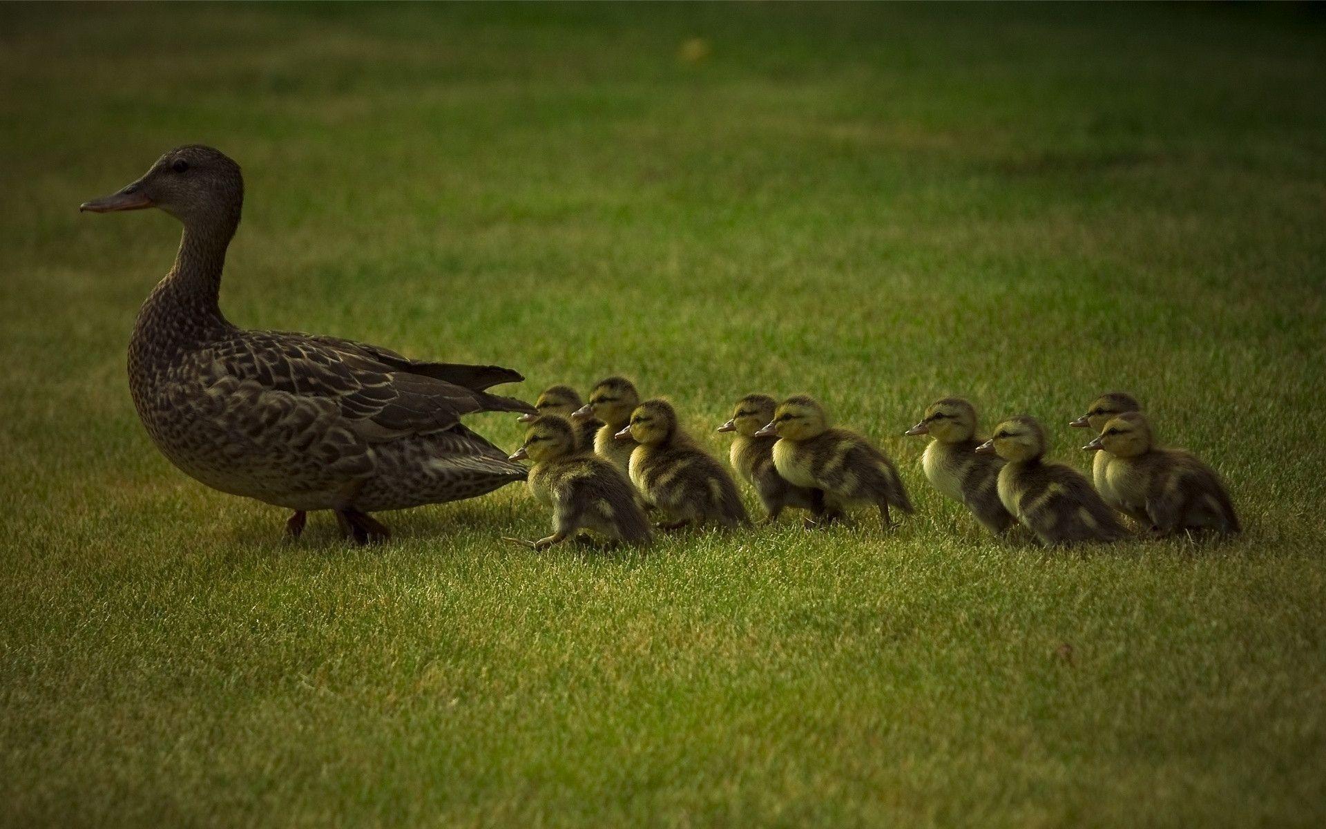 1920x1200 Duck Background