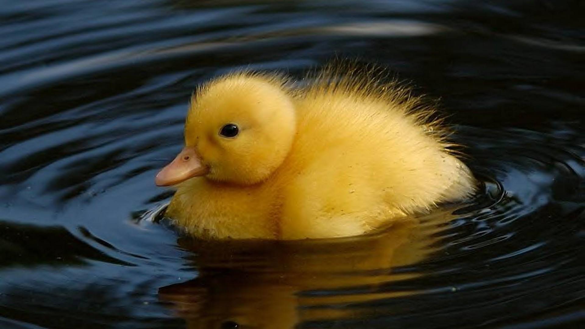 Cute Duck Computer Wallpapers - Top Free Cute Duck Computer Backgrounds ...