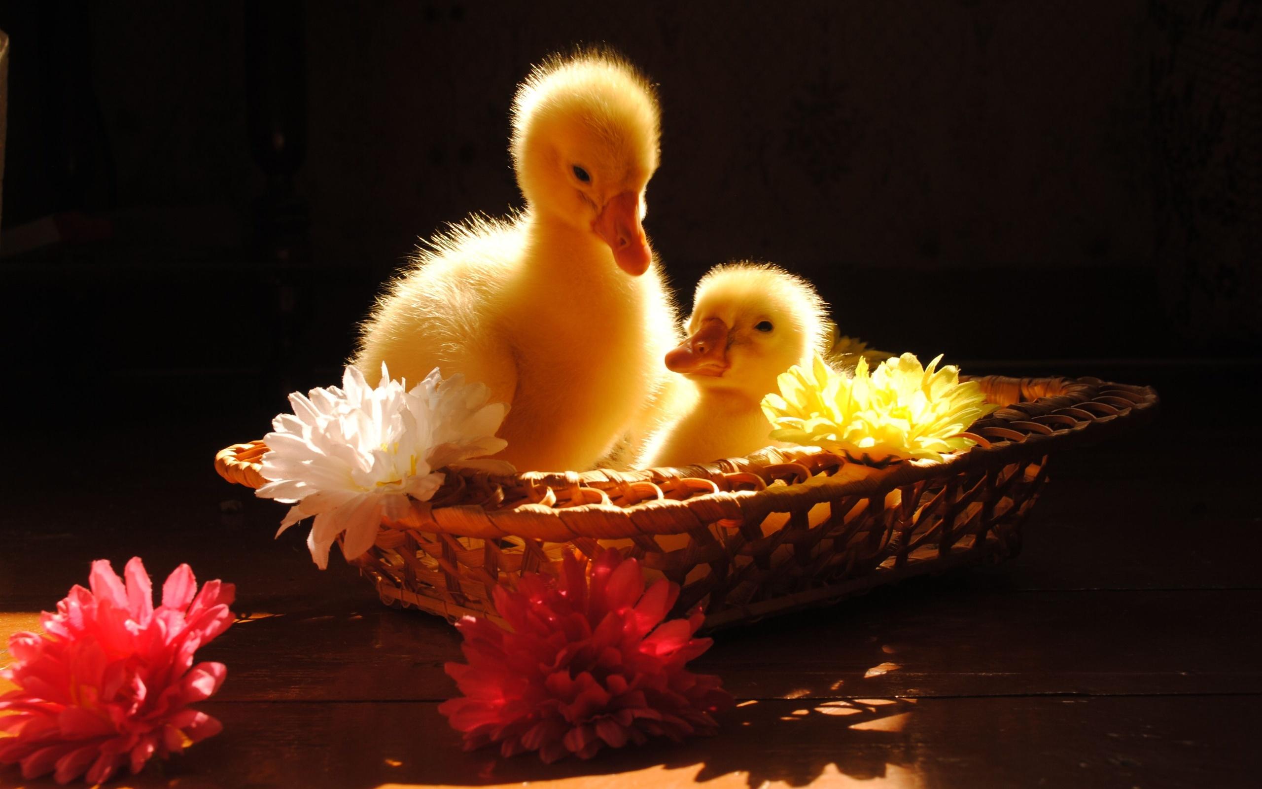 2560x1600 Animal Duck Wallpaper:2560x1600