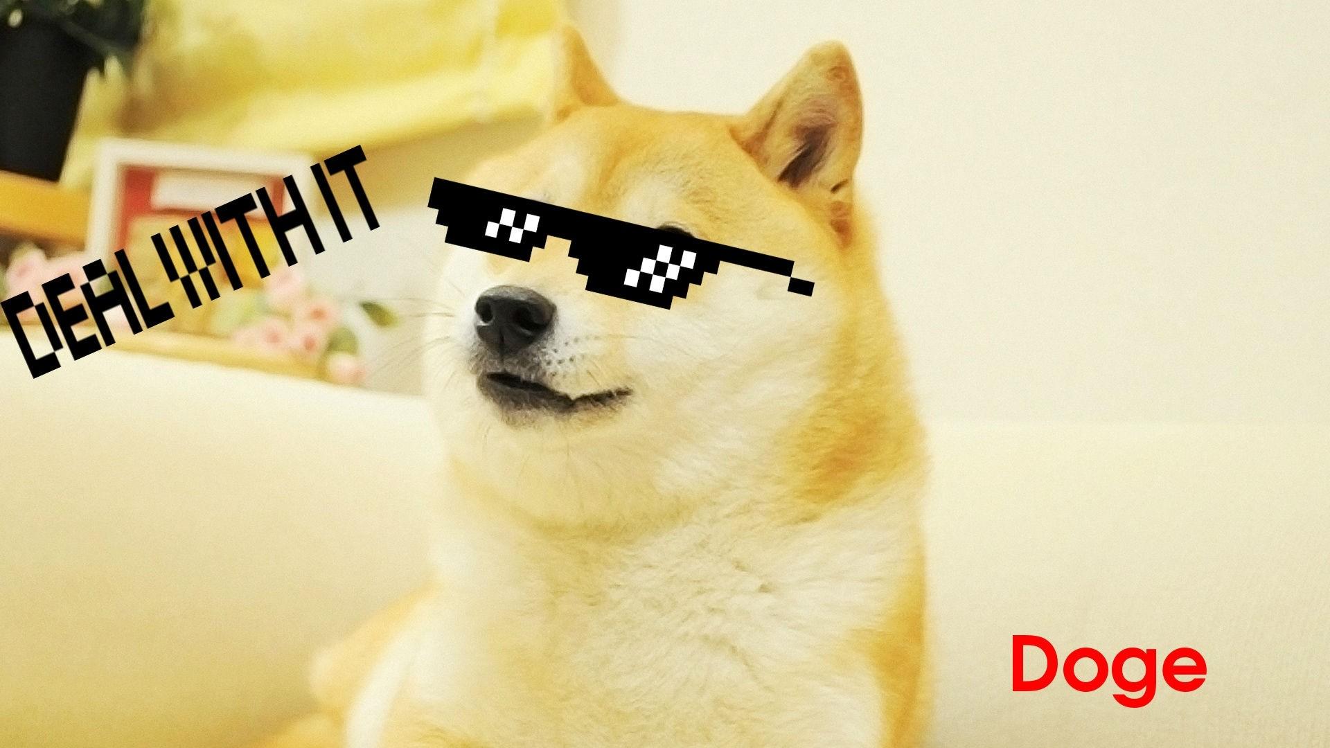 1920x1080 doge live wallpaper, mammal, dog, canidae, shiba inu, dog breed