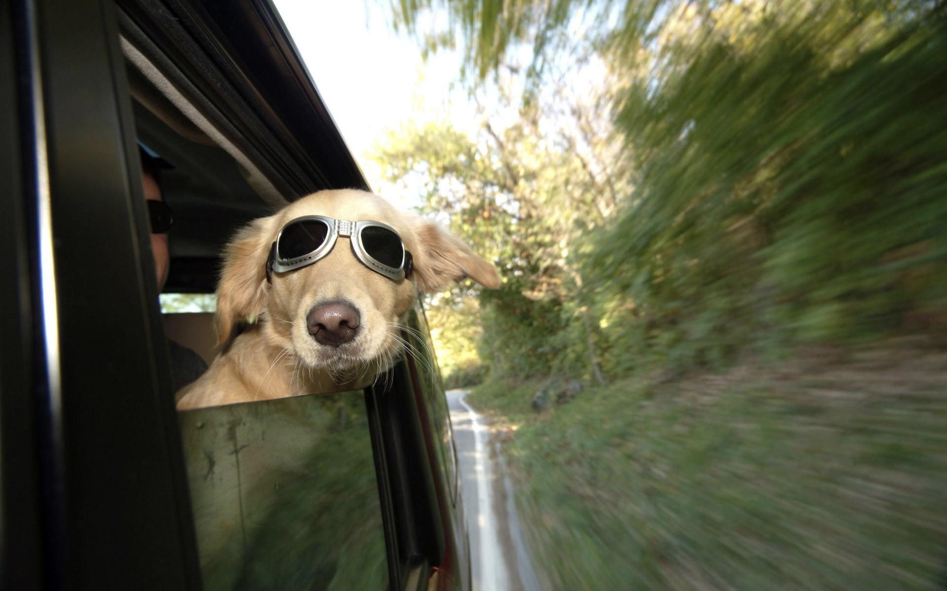 1920x1200 dog awesome face Wallpaper HD / Desktop and Mobile Background