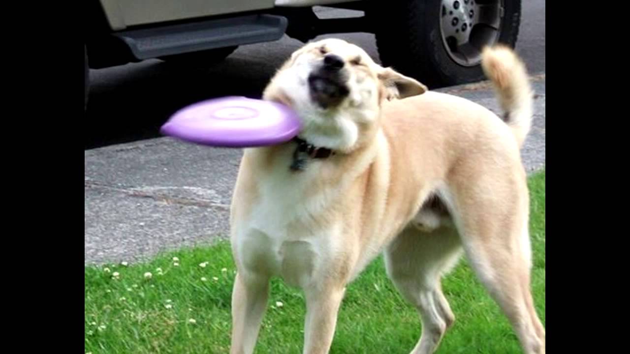1280x720 Frisbee Doge