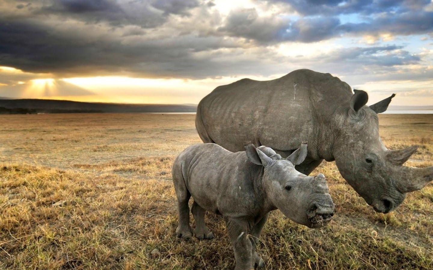 1440x900 White Rhinoceros Wallpaper