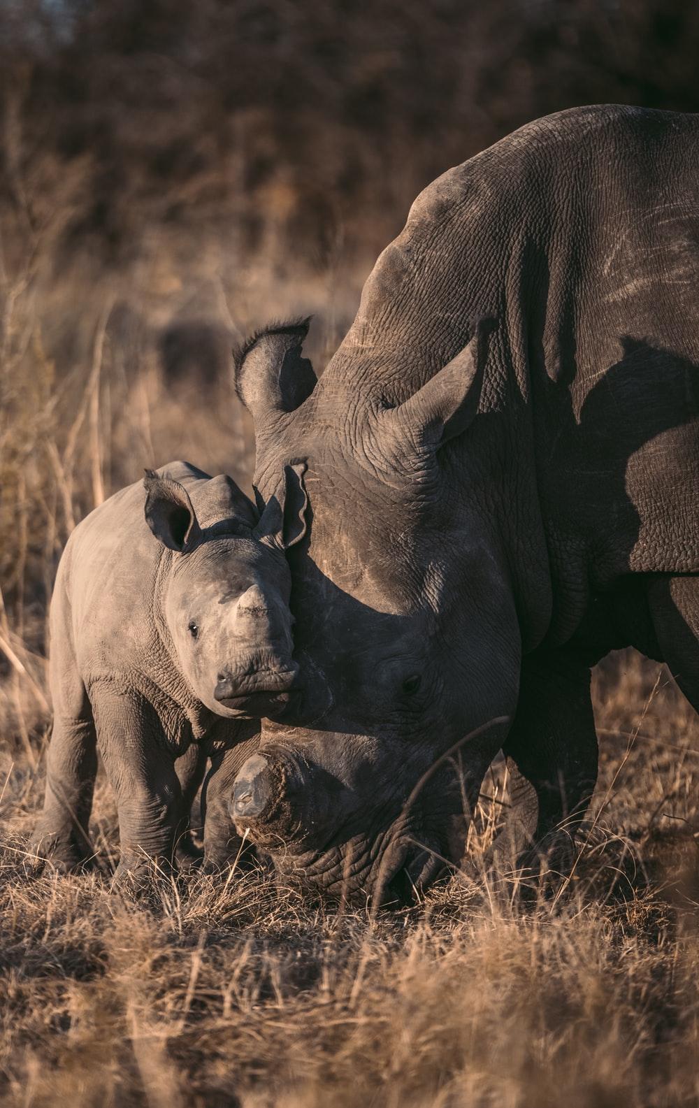 1000x1585 Baby Rhino Picture. Download Free Image