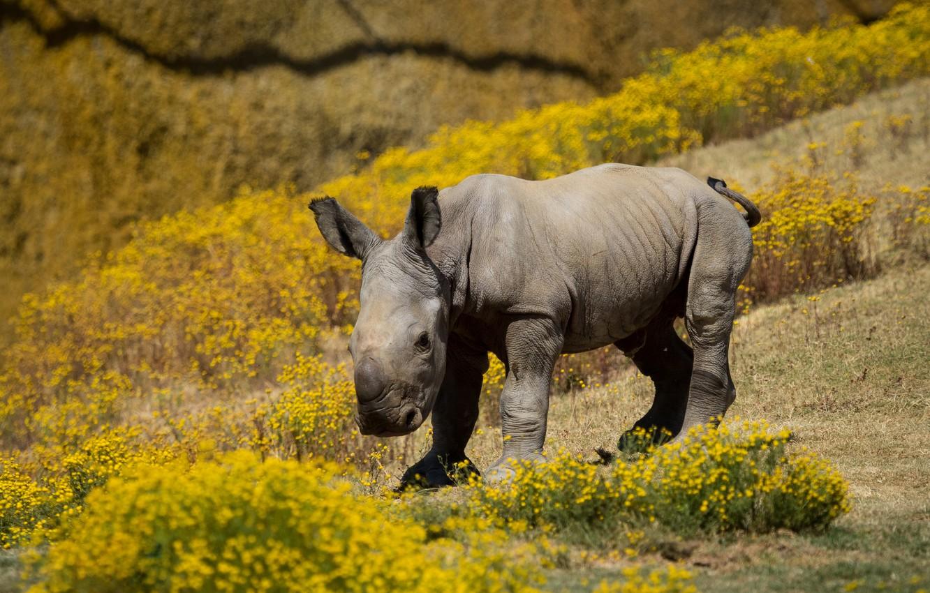 1332x850 Wallpaper summer, flowers, nature, background, yellow, slope, baby, hill, Rhino, cub, baby Rhino image for desktop, section животные