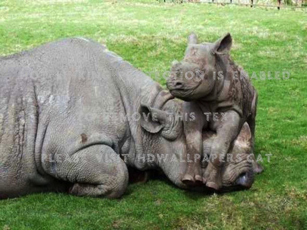 1024x768 baby rhino calf having some fun! rhinoceros