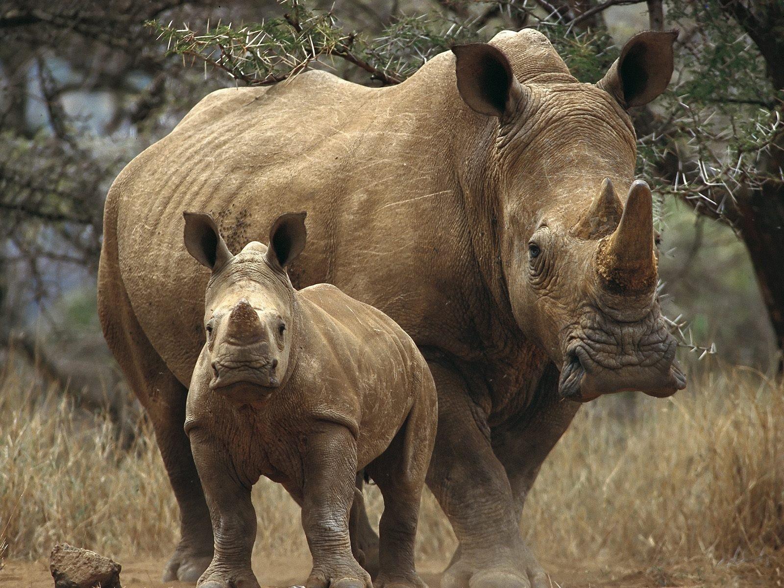 1600x1200 animals rhinoceros baby animals 1600x1200 wallpaper High Quality Wallpaper, High Definition Wallpaper