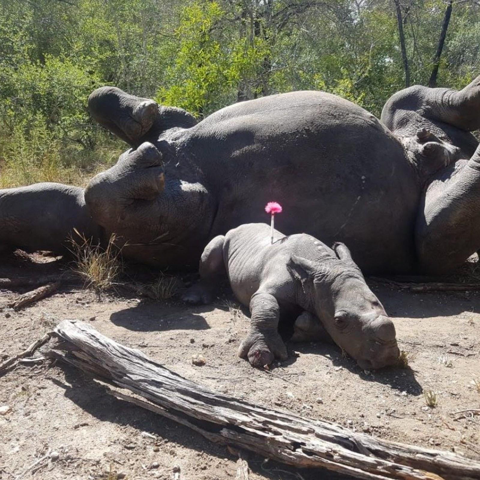 1600x1600 Heartbreaking Picture Shows Baby Rhino Perched Next to Dead Mother Killed for Her Horns