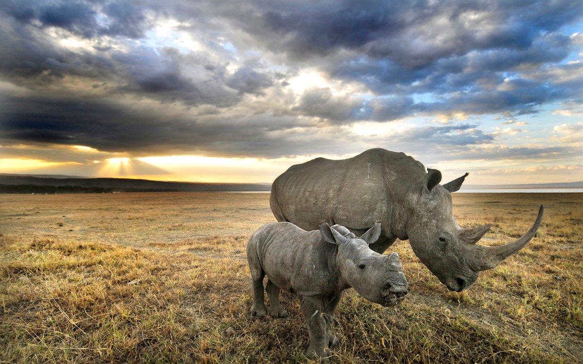 1200x750 These Horns And Antlers Weren't Made For Your Wall Rhino Wallpaper & Background Download