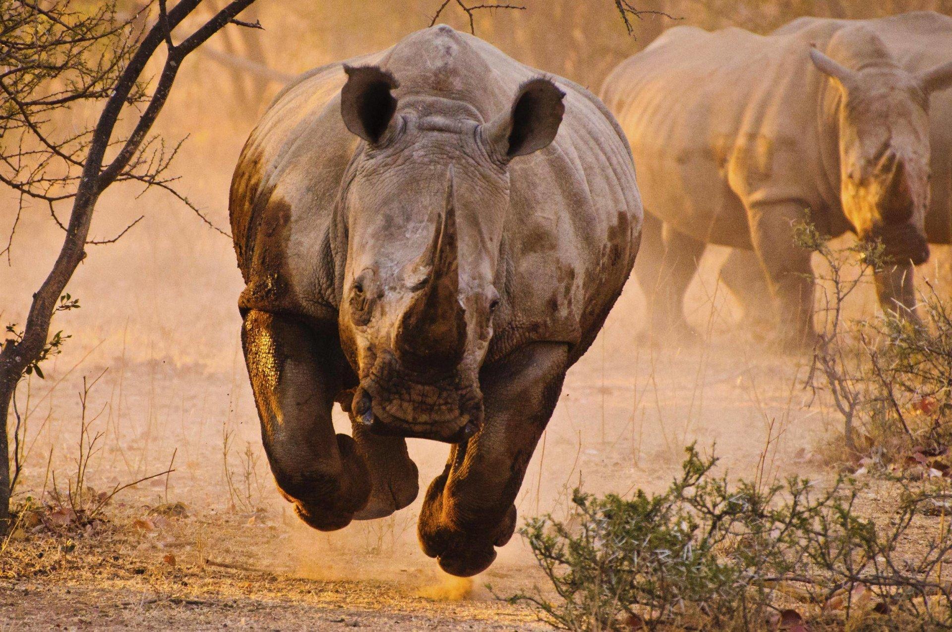 1920x1275 Rhino HD Wallpaper and Background Image
