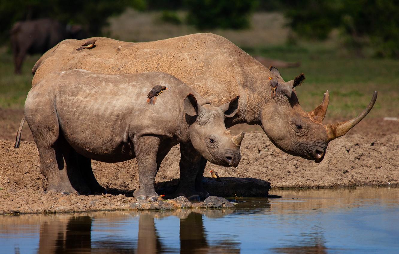 1332x850 Wallpaper water, birds, nature, river, shore, baby, pair, Africa, Rhino, cub, mom, two, pond, the water, rhinos, two rhinoceros image for desktop, section животные