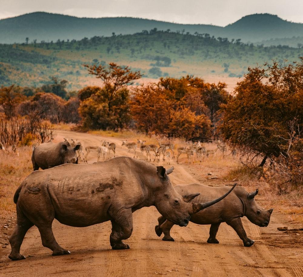 1000x913 Rhino Picture [HD]. Download Free Image