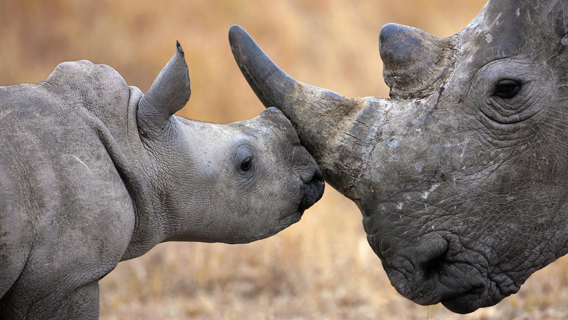 1920x1080 White Rhinoceros Wallpaper