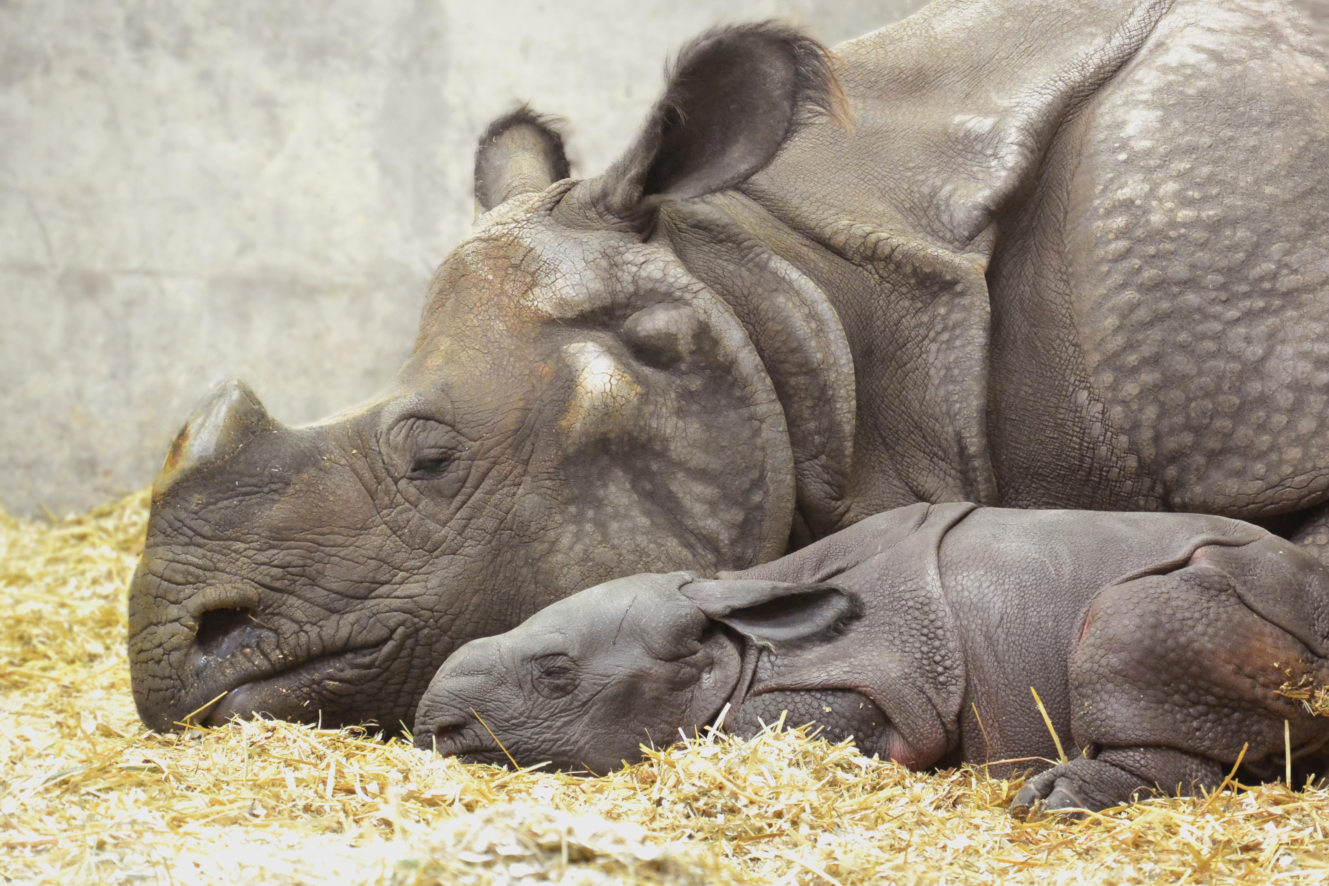 4608x3072 Denver Zoo rhino gives birth to a baby girl