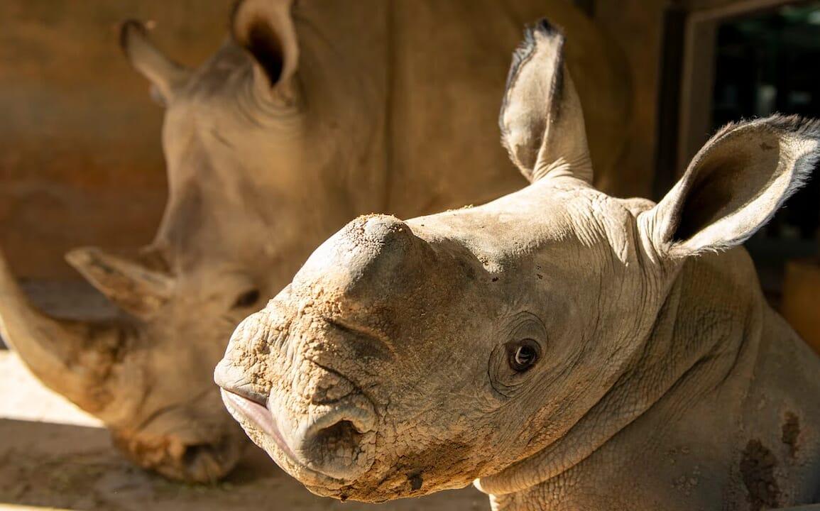 1155x720 PHOTOS: Third Baby White Rhino Born at Disney's Animal Kingdom in 13 Months News Today
