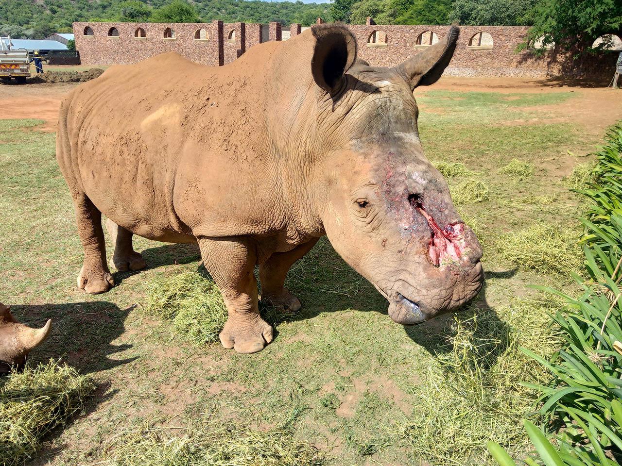 1280x960 Baby Rhino Rescue Rhinos from extinction