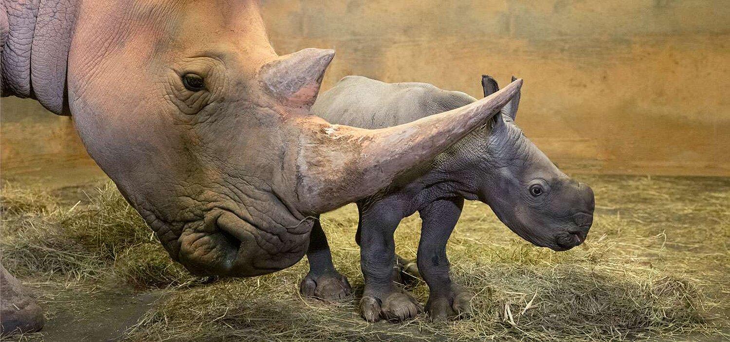 1500x703 North Carolina Zoo Sees 4 White Rhino Births in 2 Years