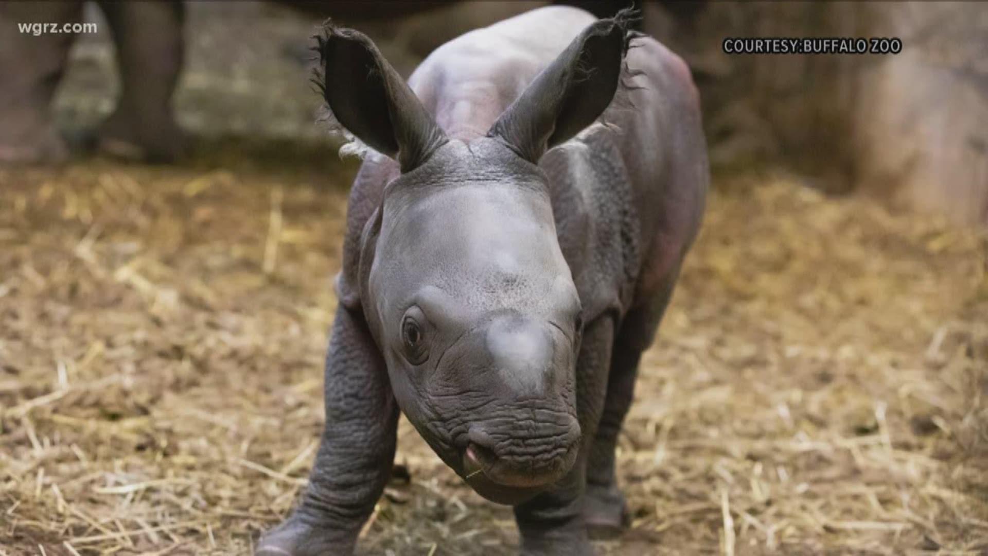 1920x1080 It's a boy! Baby rhino born at the Buffalo Zoo