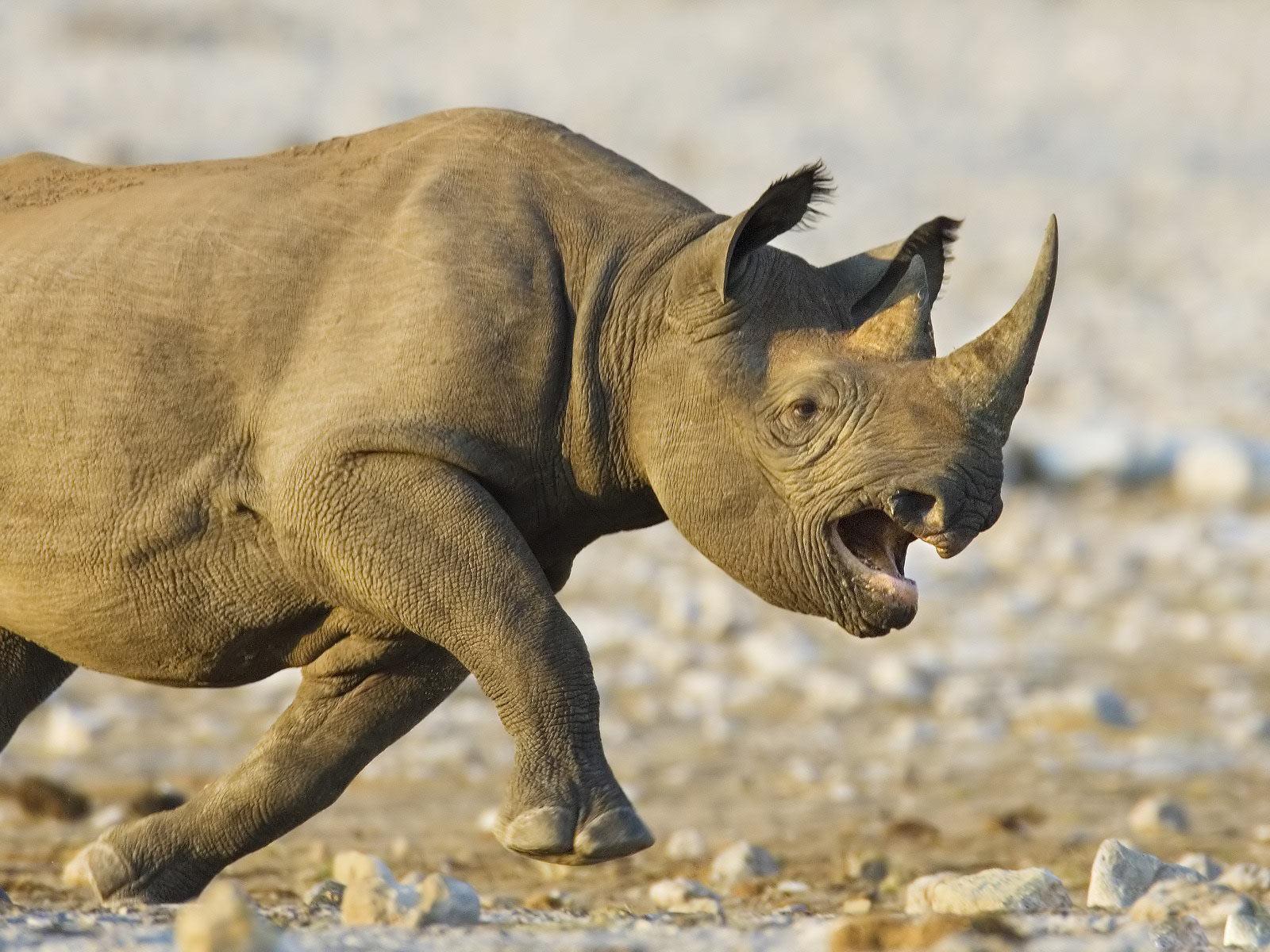 1600x1200 Rhino wallpaperx1200