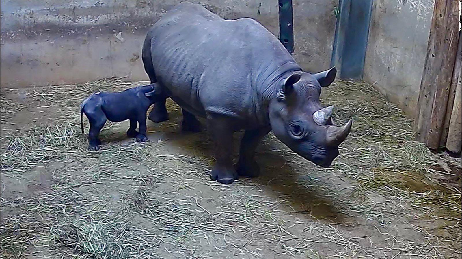 1600x900 Rare eastern black rhinoceros is born at Chicago's Lincoln Park Zoo