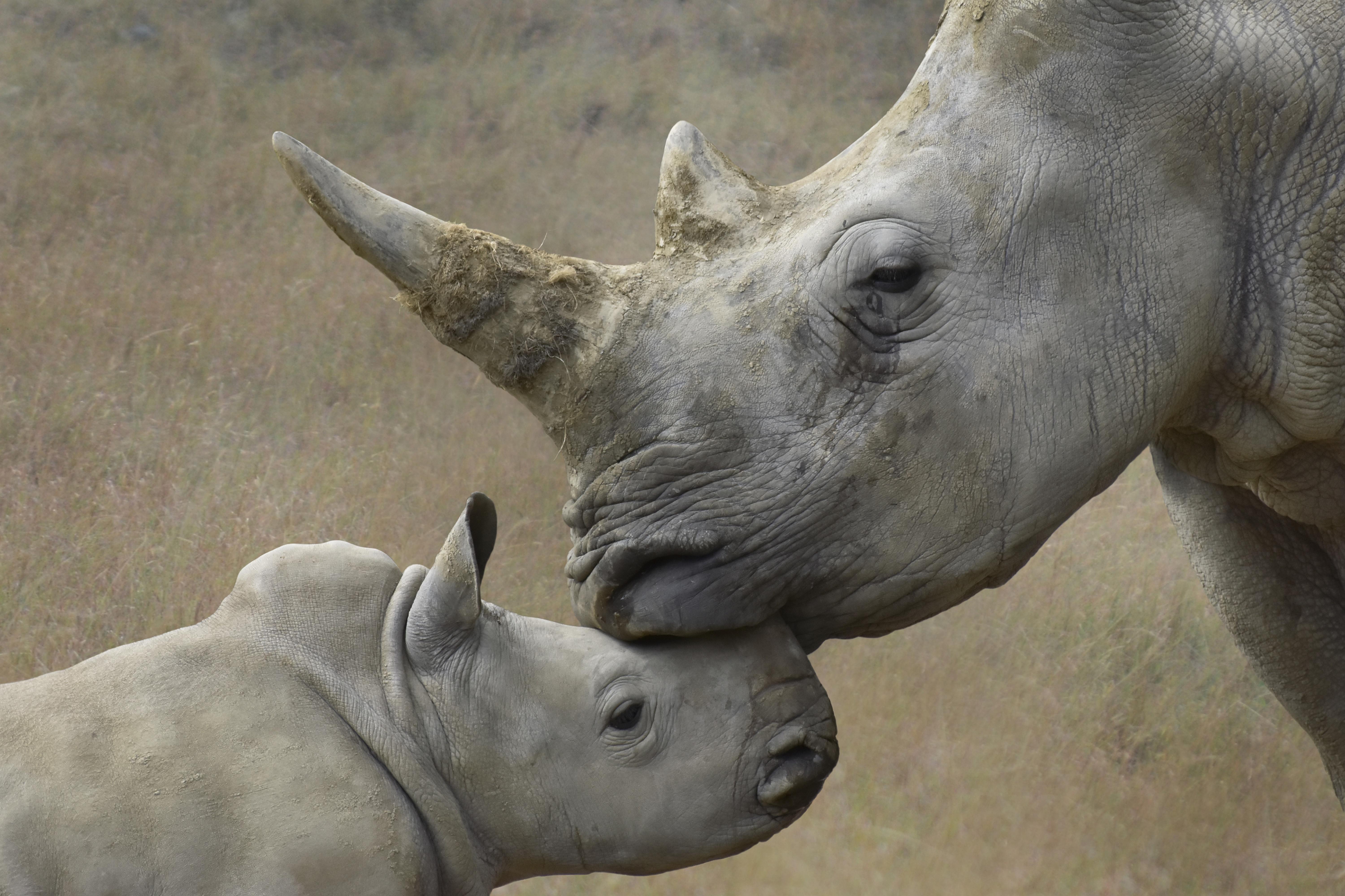 6000x4000 Rhino 4k Ultra HD Wallpaper
