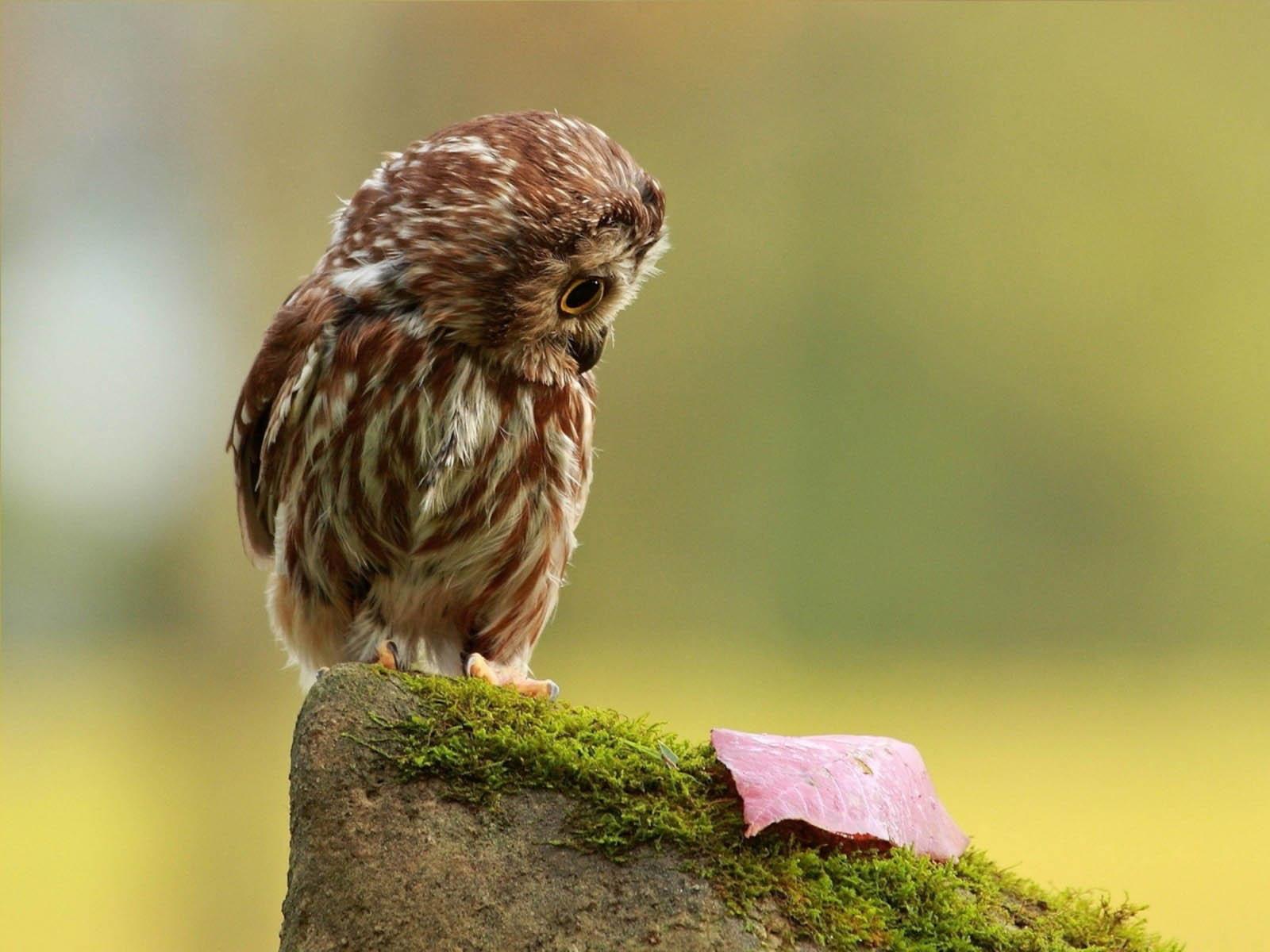 1600x1200 Free download Funny Owl Wallpaper Image Paos Picture and Background for [1600x1200] for your Desktop, Mobile & Tablet. Explore Owl Computer Wallpaper. Owl Desktop Wallpaper 1600x Owls Desktop