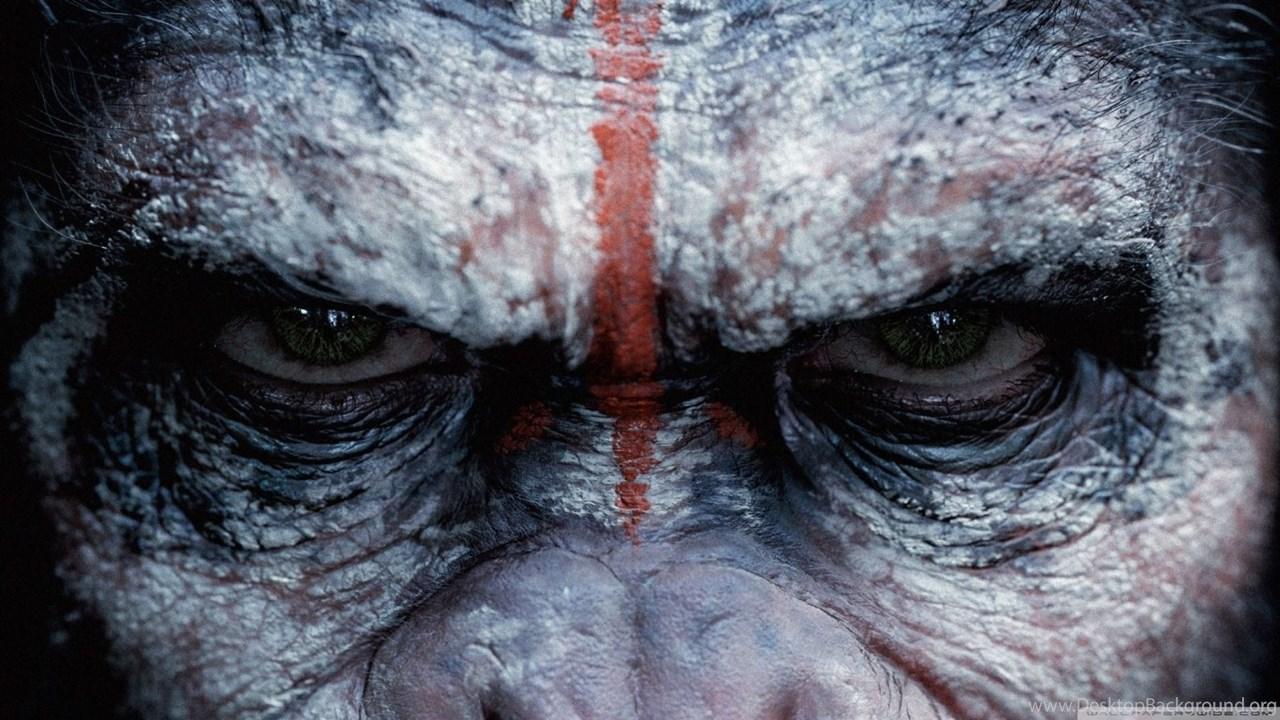 1280x720 Angry Monkey Wallpaper Desktop Background