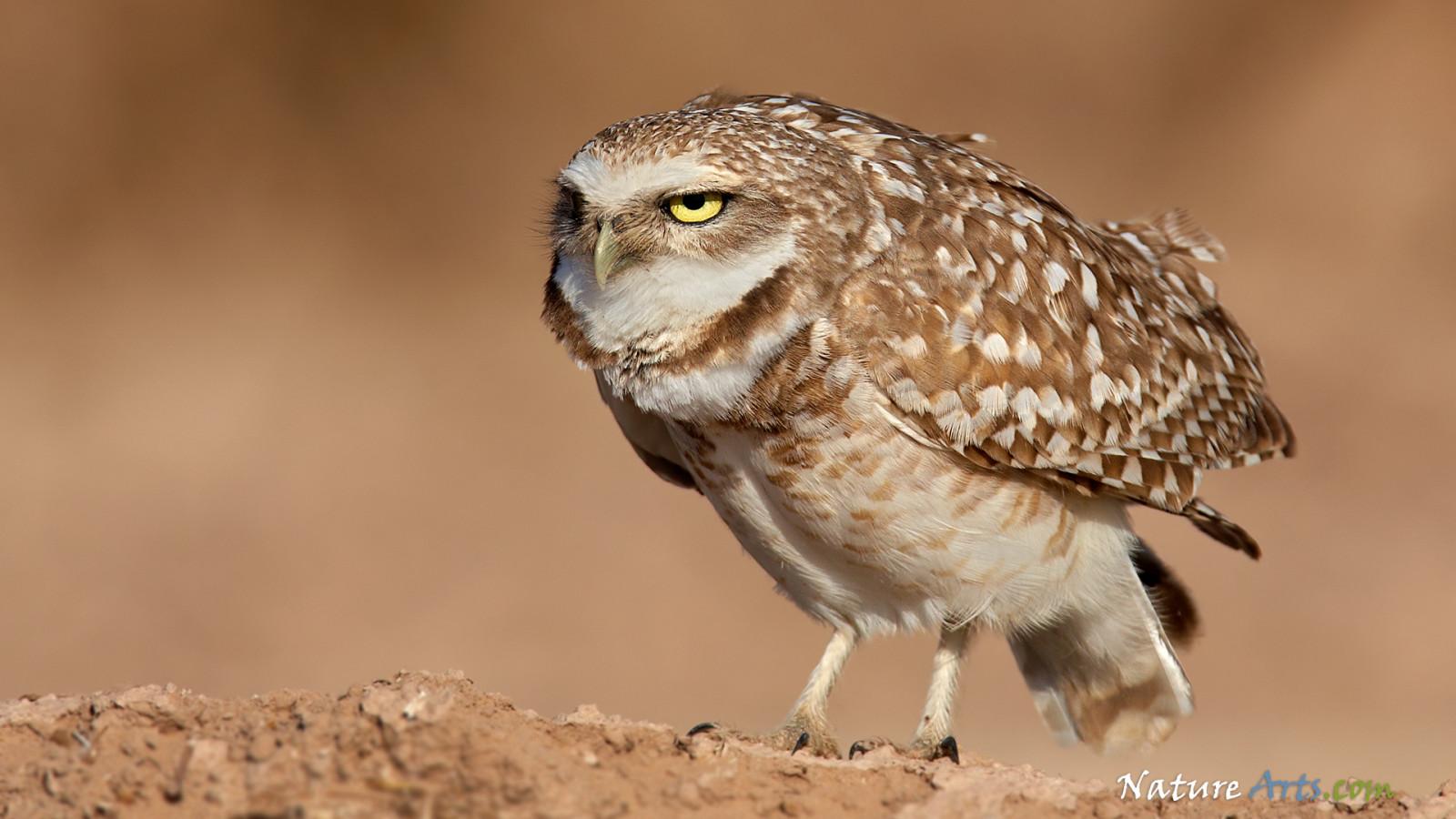 1600x900 Burrowing Owl HQ Desktop Wallpaper 19877