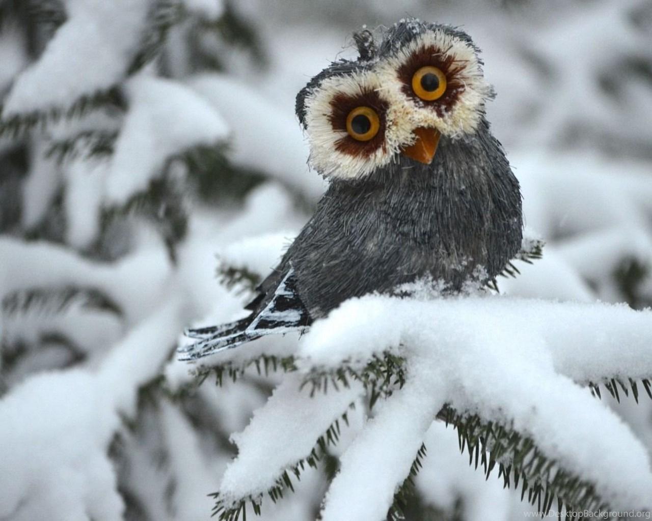 1280x1024 Funny Owl Wallpaper Animal Wallpaper Desktop Background