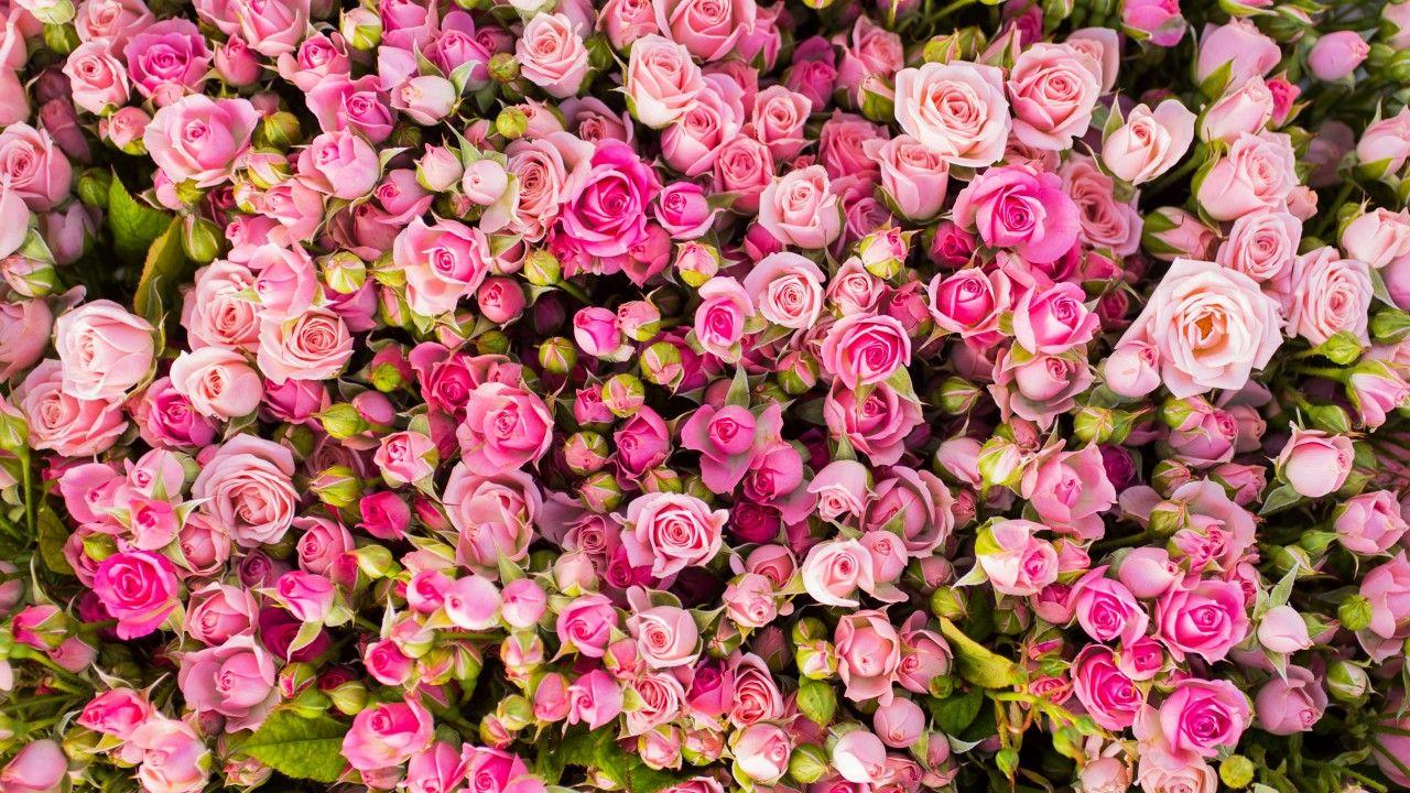 1280x720 Wallpaper Pink roses, 4K, Flowers