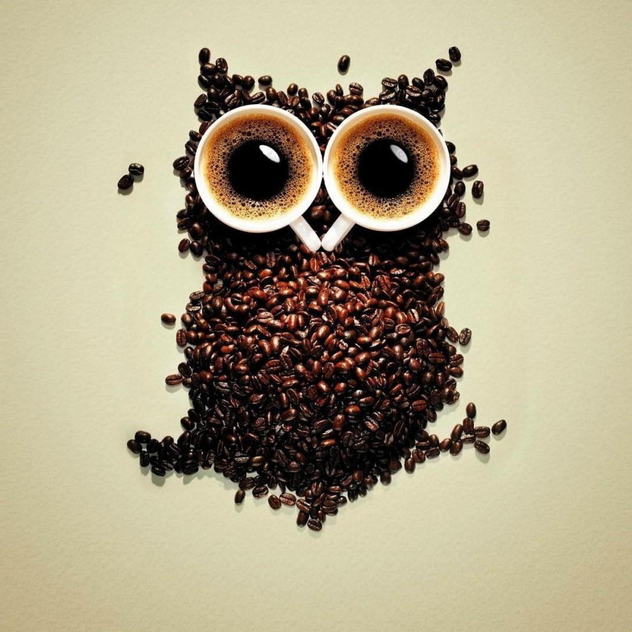 1280x1280 Owl Wallpaper, Beans, Coffee Beans, Funny, Cup, Cups • Wallpaper For You