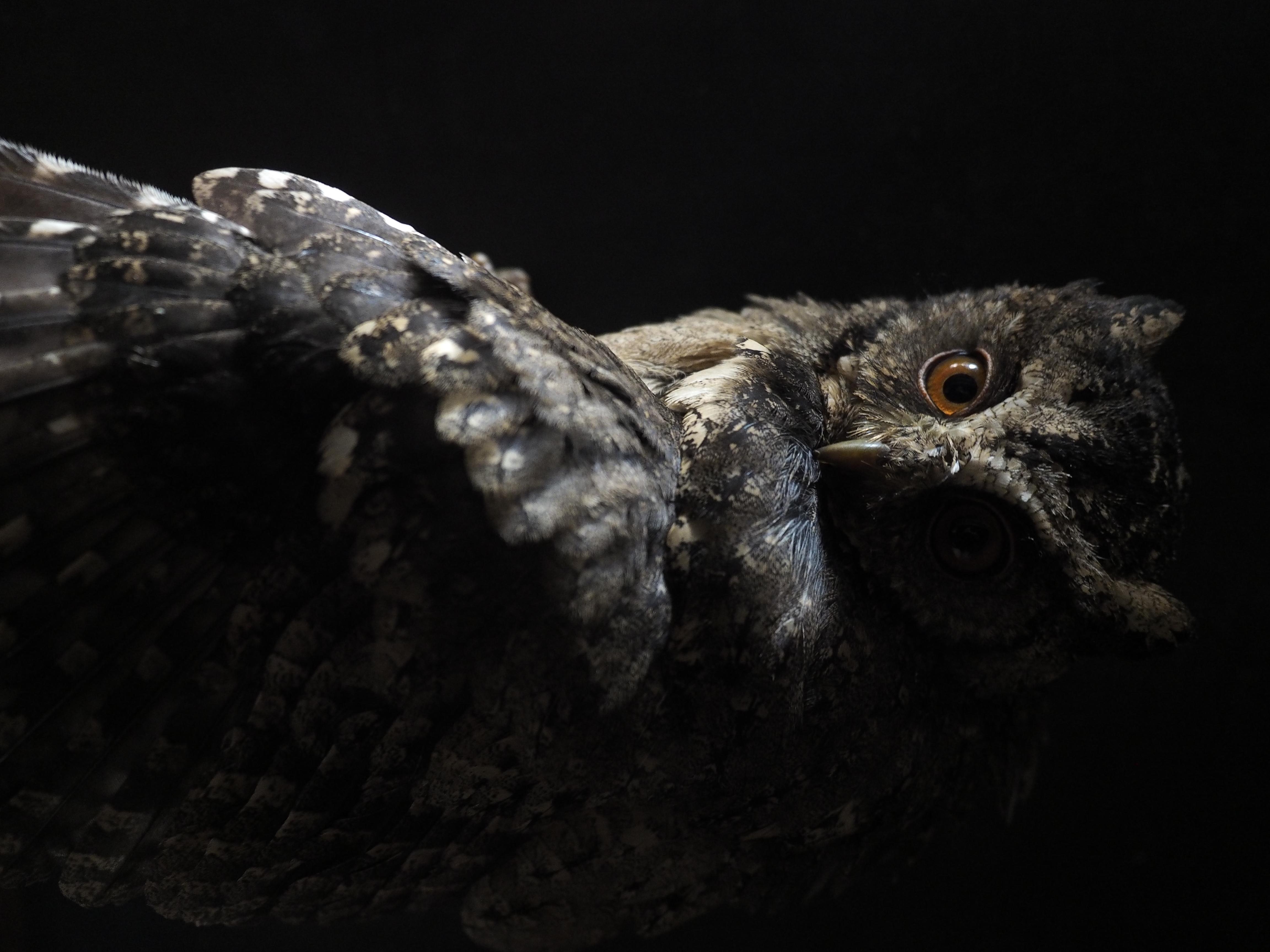 4608x3456 Owl Wallpaper: Free HD Download [HQ]